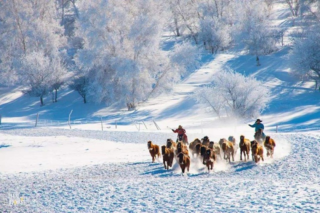 白桦林雪景1.jpg